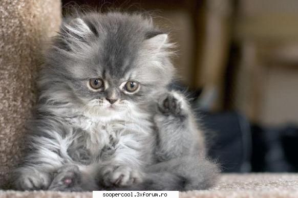 salut! am vazut animale , imi este desigur mila de ele le dau cate ceva de mancare! :d ati vazut pe