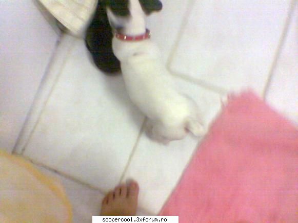 daca ati vazut astfel de animalute scrie-ti cate putin despre  ele... =)  :)  :wink2: ati vazut pe