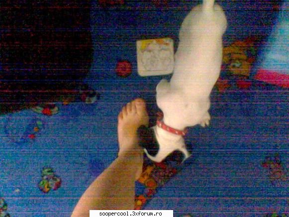 ati vazut strada animale fara familie? acesta din foto catelul meu cel dragut? daca aveti scrie Admin